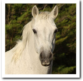 Danny Boy looking sprightly in his mid twenties.