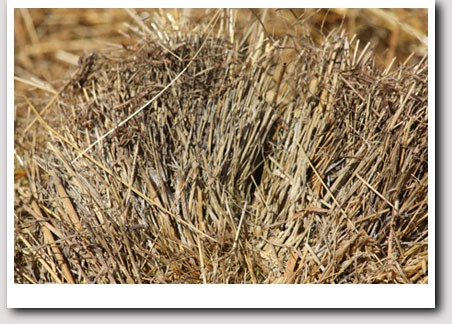 aspergillus mould in hay