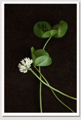 White Clover