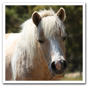 Dimples happy and well on GrazeEzy