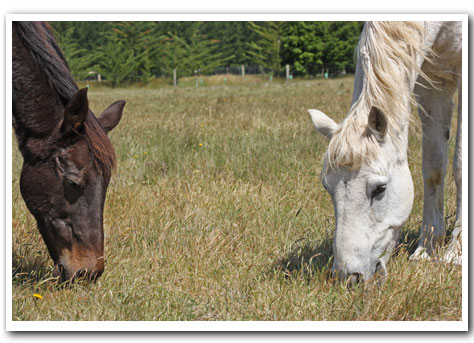Mystery & Danny Boy enjoy mature horse grass