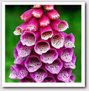 foxglove