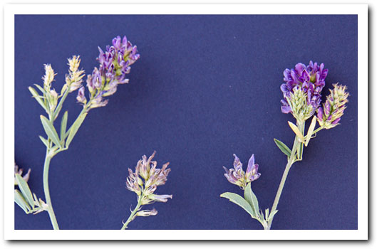 Lucerne flowers