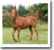 persil grass affected