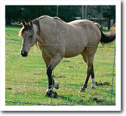 Insulin resistant pony