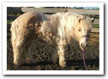 Dimples with Cushings