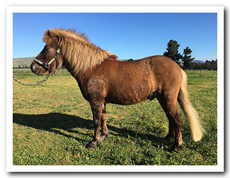 persil grass affected!