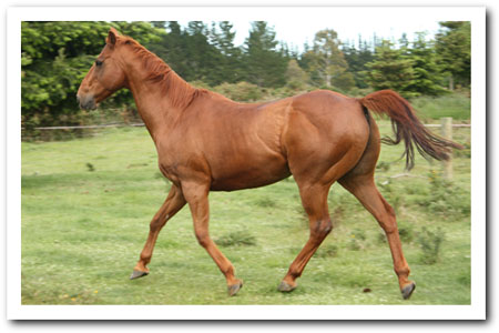 Persil tight acorss back