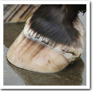 great hoof!