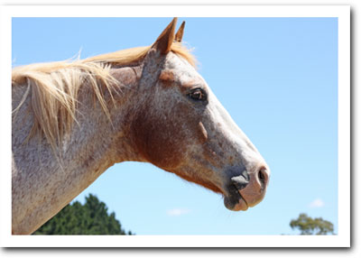 Cherokee happy and healthy