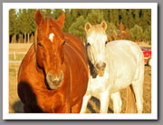 Merlot and Danny Boy