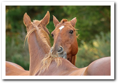 merlot and Persil groom each other
