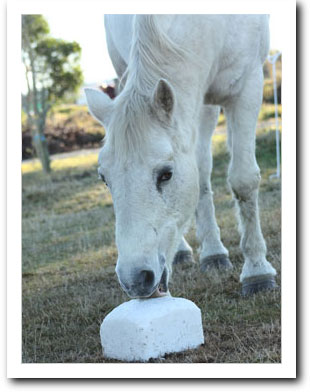 Danny licks a salt lick