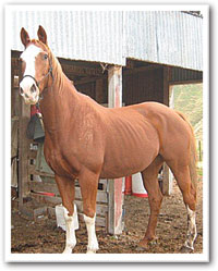 Anna's horse before the diet change