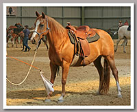 Chic recently at a Buck Brannaman clinic