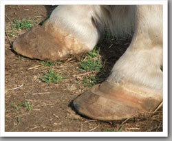 Peppy's new hooves