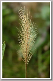 Setaria