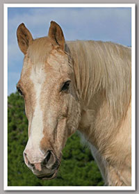 Here’s ‘Buddy’ in his late teens but still healthy 
and spritely. 
He has been with us since he was 4. 


Here’s ‘Buddy’ in his late teens but still healthy 
and spritely. 
He has been with us since he was 4. 
Here’s ‘Buddy’ in his late teens but still healthy 
and spritely. 
He has been with us since he was 4. 

