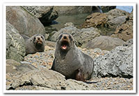 Seals photogrpahed by Cathy Dee