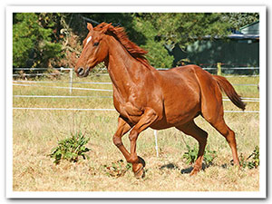 persil grass affected!