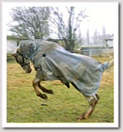 Millie after diet changes!