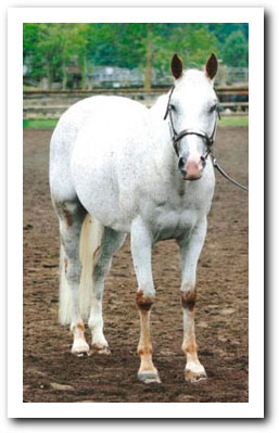 jezebel after diet change