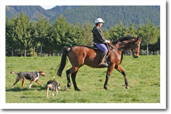 Nibbler, myself and the pooches