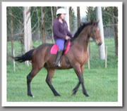 Nibbler light in schooling 