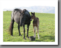 Sabrina and foal