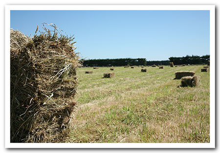 persil grass affected!